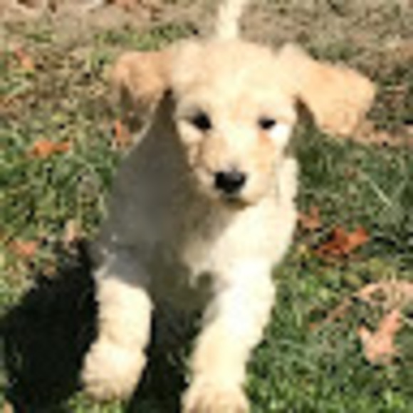 Meet your Posher, River - Picture 1 of 1